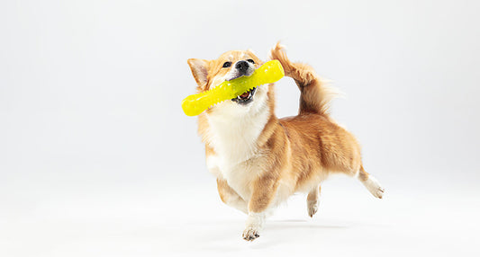 Erfahre, wie Hundefitness die Gesundheit und Lebensqualität unserer Hunde nachhaltig verbessern kann.