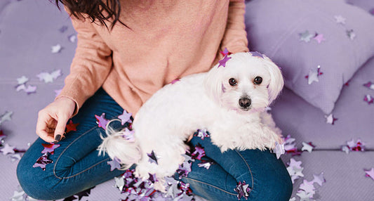 Last-Minute-Tipps, die du am Tag des Festes anwenden kannst, um deinen Hund zu beruhigen.