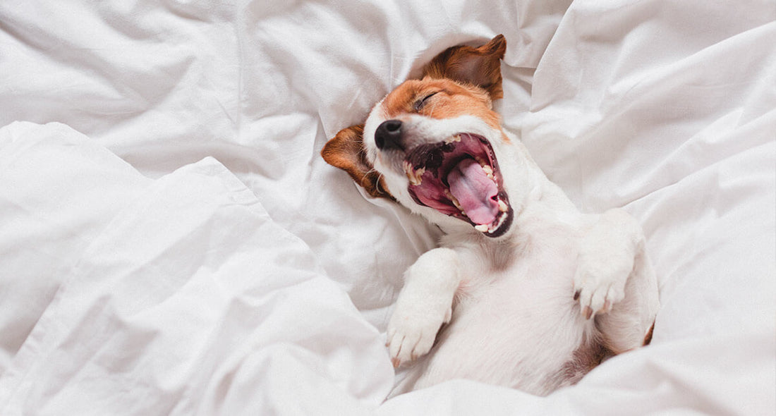 Gähnen beim Hund: Zeichen von Entspannung oder Hilferuf