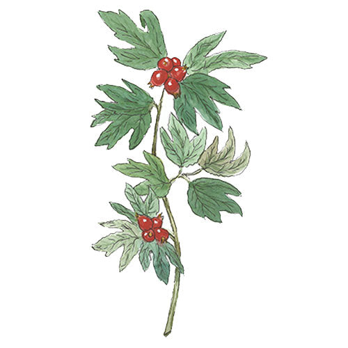 Bild eines Weißdornzweiges