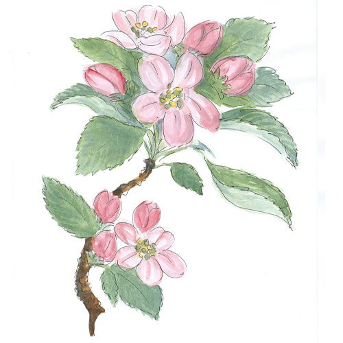 Bild eines Apfelbaumzweigs