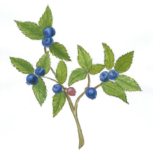 Bild eines schwarzen Johannisbeerzweiges