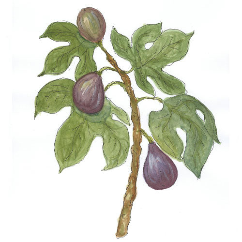 Bild eines Feigenbaumes