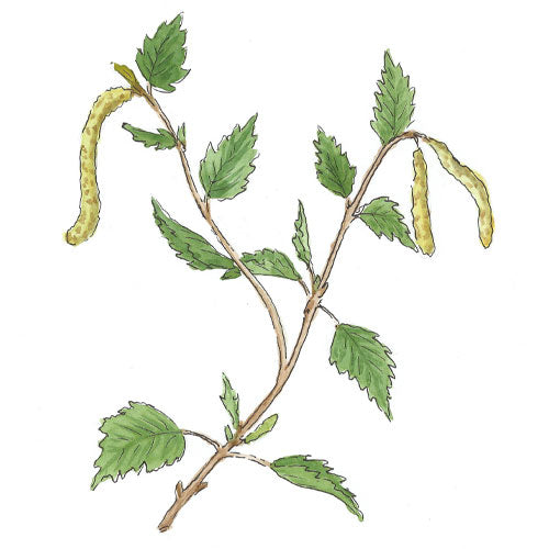 Bild eines Hängebirkenzweiges