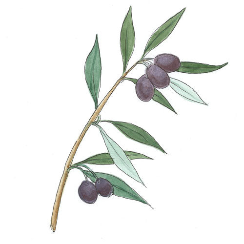 Bild eines Olivenbaumzweiges