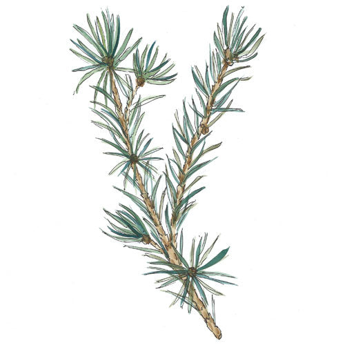 Bild eines Silbertannenzweiges