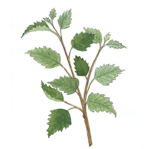 Bild eines Silberlindenzweigs