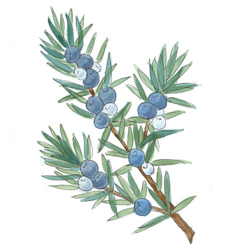 Bild eines Wachholderzweigs