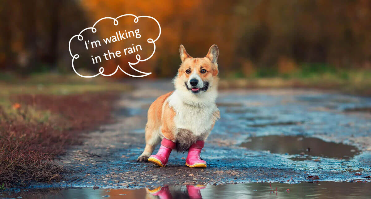 Hundekleidung bei schlechtem Wetter Tipps Purple Stars Purple Stars