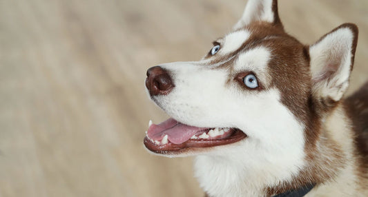 Strahlendes Lächeln: Die Zahngesundheit deines Hundes