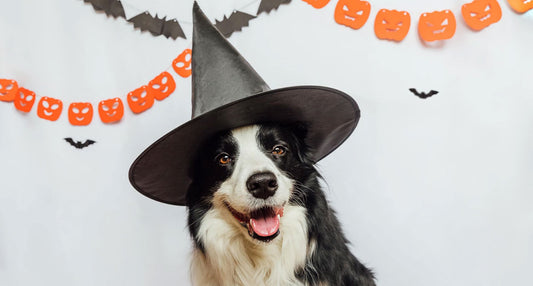 Halloween mit Hund – Regeln und Halloween Kostüm Regeln