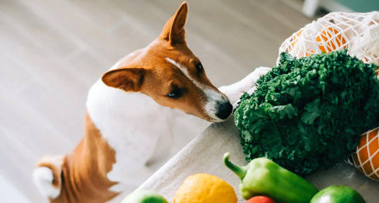 Einige Obst- und Gemüsesorten sind für Hunde sicher, während andere vermieden werden sollten.