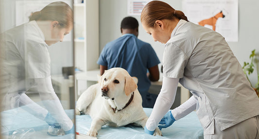 Tipps , wie du deinen Hund auf den Tierarztbesuch vorbereiten und ihn während des Besuchs beruhigen kannst.